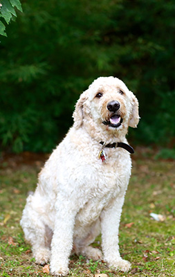 Charley: a canine good citizen and a certified therapy dog